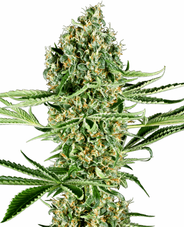 Sensi Seeds Cannabis Seeds Critical Runtz Feminized