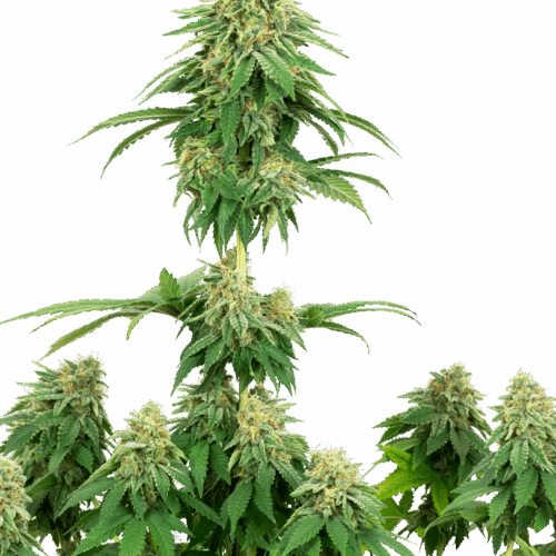 Sensi Seeds Cannabis Seeds cserkészlány süti Feminized by White Label