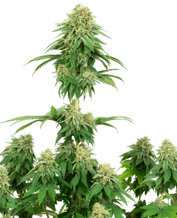 Sensi Seeds Cannabis Seeds cserkészlány süti Feminized by White Label