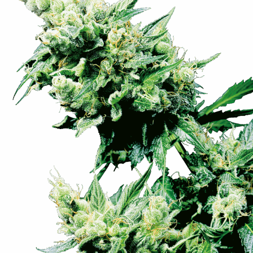 Sensi Seeds Cannabis Seeds Hash Plant® Regular