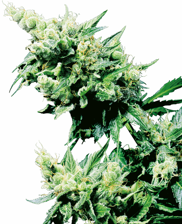 Sensi Seeds Cannabis Seeds Hash Plant® Regular