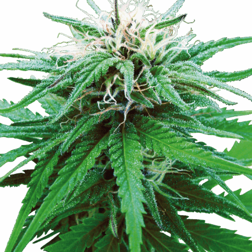 Sensi Seeds Cannabis Ruderalis Indica® Regular