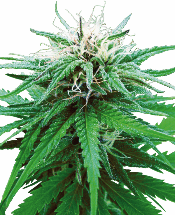 Sensi Seeds Cannabis Ruderalis Indica® Regular