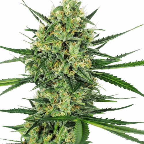 Sensi Seeds Cannabis Seeds Tangerine Sugar® Feminized
