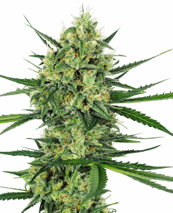 Sensi Seeds Cannabis Seeds Tangerine Sugar® Feminized