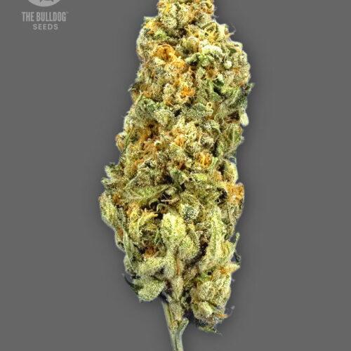 The Bulldog Seeds TB Mimosa Feminized