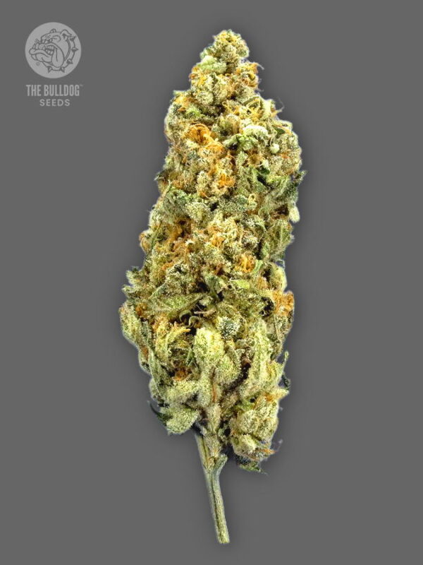 The Bulldog Seeds TB Mimosa Feminized
