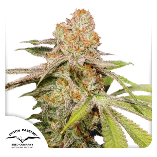 Dutch Passion Cannabis Seeds Auto MAC #1® Autoflowering 100 db