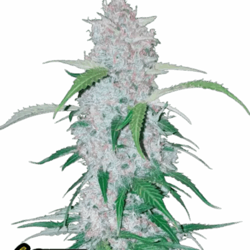 Fast Buds Cannabis Seeds Six Shooter Auto 100 db