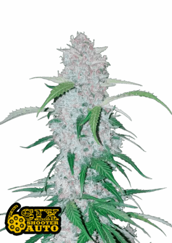 Fast Buds Cannabis Seeds Six Shooter Auto 100 db