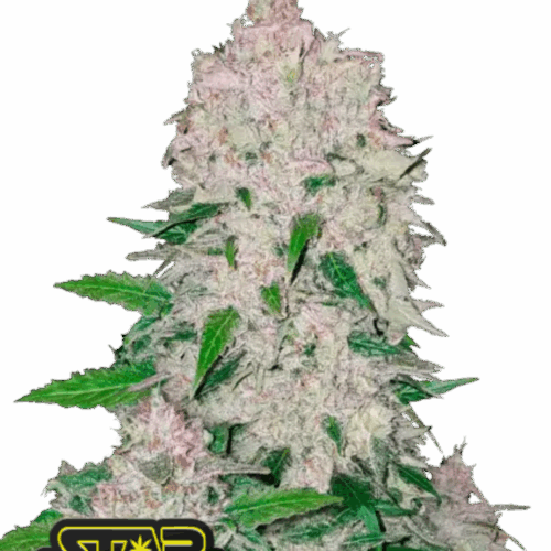 Fast Buds Cannabis Seeds Stardawg Auto 100 db