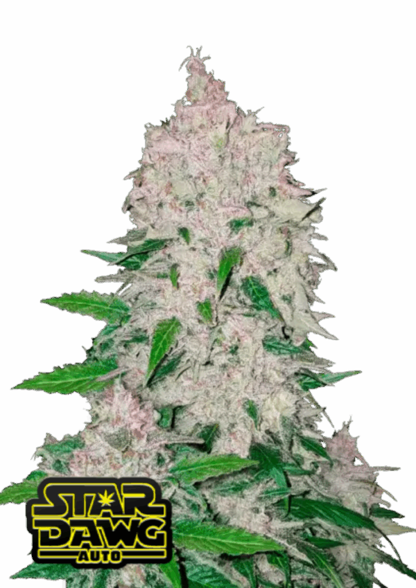 Fast Buds Cannabis Seeds Stardawg Auto 100 db