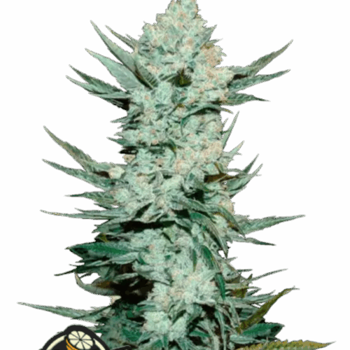 Fast Buds Cannabis Seeds Tangie Auto 100 db