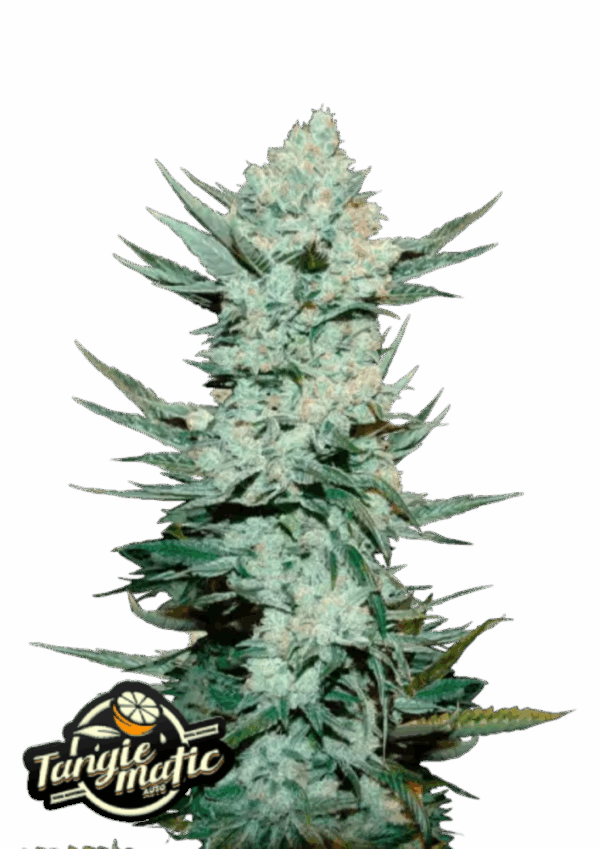 Fast Buds Cannabis Seeds Tangie Auto 100 db