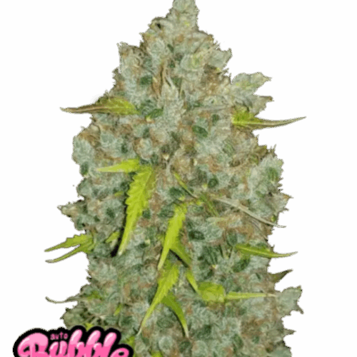Fast Buds Cannabis Seeds BubbleGum Auto 100 db
