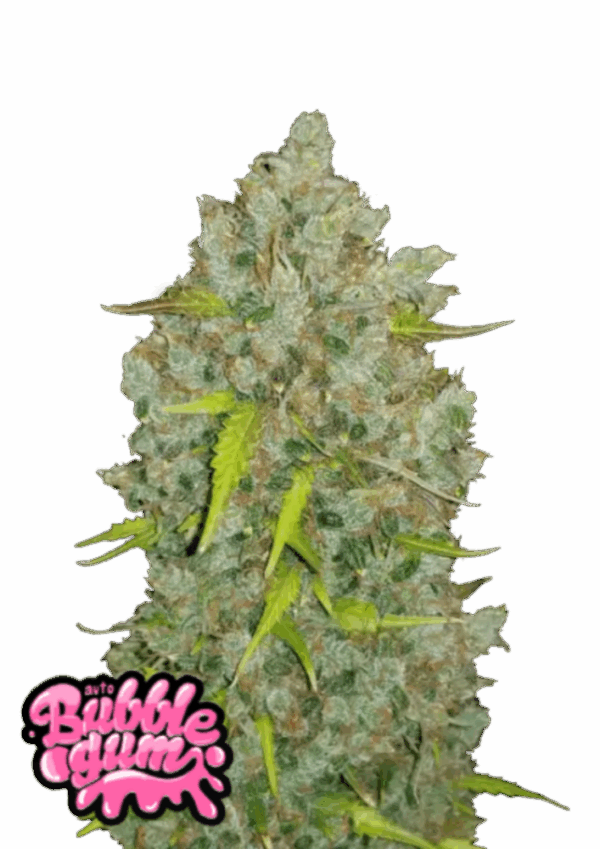 Fast Buds Cannabis Seeds BubbleGum Auto 100 db