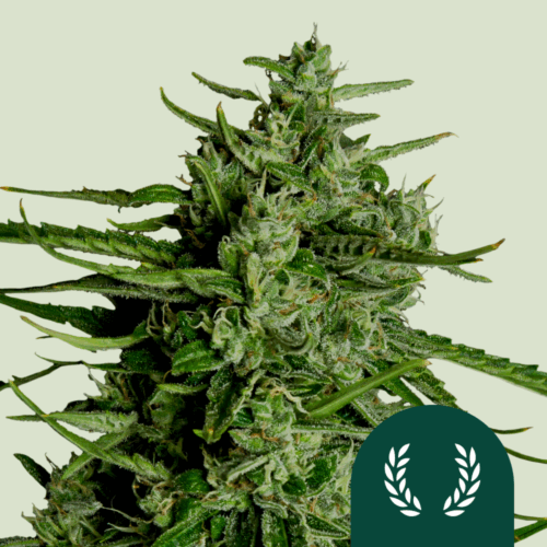 Royal Queen Seeds Titan F1 Auto kannabiszmagok 25 db