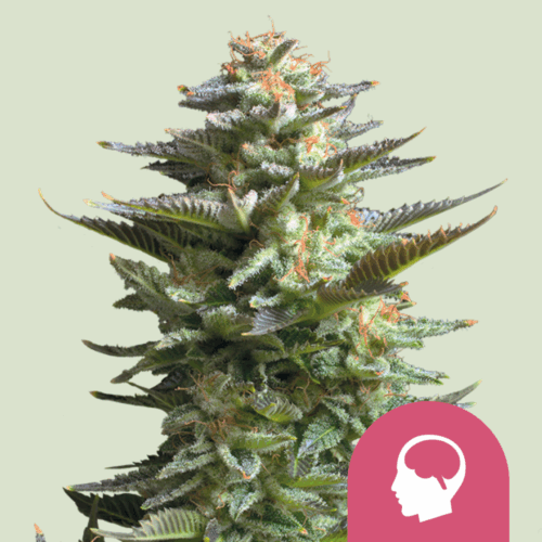 Royal Queen Seeds Cannabis Seeds Amnesia Haze Feminized 25 db