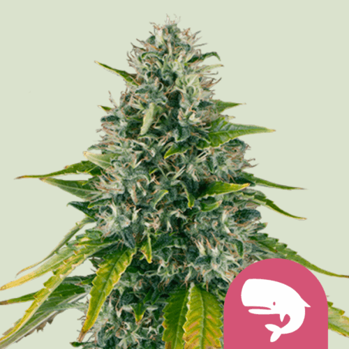 Royal Queen Seeds Cannabis Seeds Royal Moby Feminized 25 db