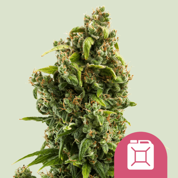 Royal Queen Seeds Cannabis Seeds Sour Diesel Feminized 25 db