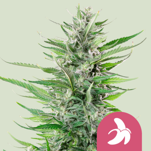 Royal Queen Seeds Cannabis Seeds Fat Banana Feminized 25 db