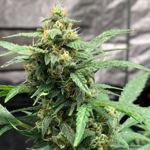 Doctor´s Choice Seeds Chronic Ryder BX Auto Regular 10 db