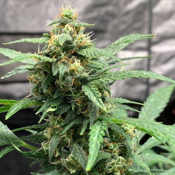 Doctor´s Choice Seeds Chronic Ryder BX Auto Regular 10 db