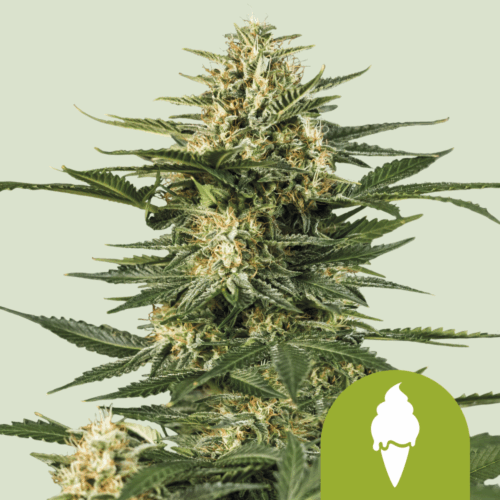 Royal Queen Seeds Cannabis Seeds Green Gelato Auto 25 db