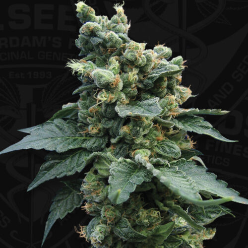 T.H.Seeds™ Cannabis Seeds SAGE™'n Sour