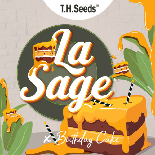 T.H.Seeds™ Cannabis Seeds Limited