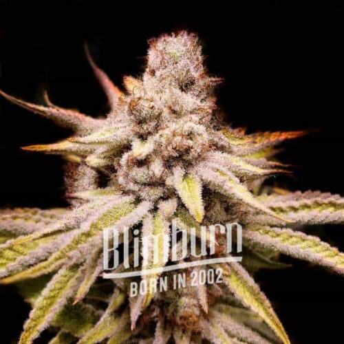 Blimburn Seeds Cannabis Seeds Wifi OG Feminized 100 db