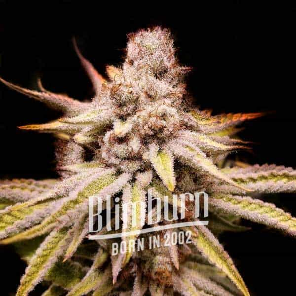 Blimburn Seeds Cannabis Seeds Wifi OG Feminized 100 db