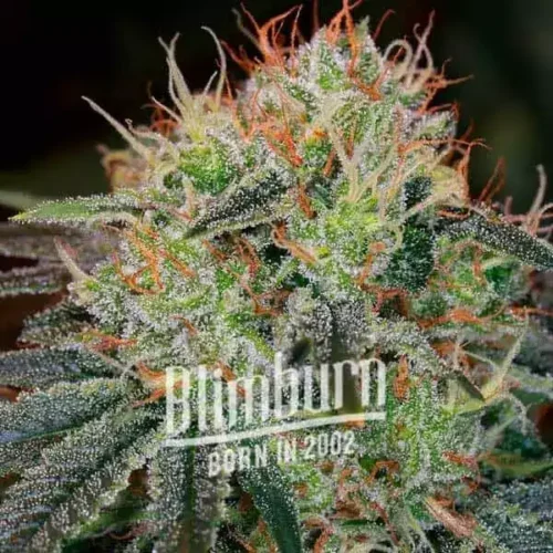 Blimburn Seeds Cannabis Seeds Fat Bastard Auto 100 db