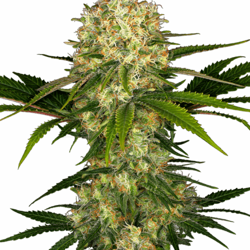 Sensi Seeds Cannabis Seeds Afghani #1 Regular