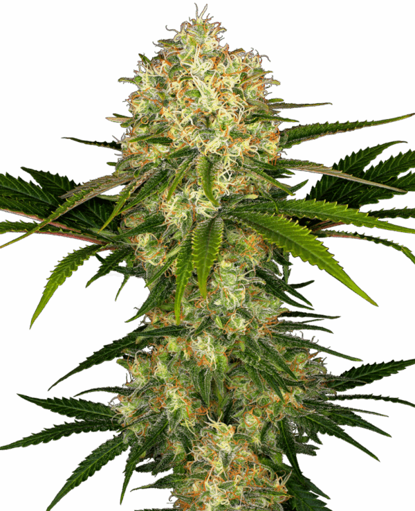 Sensi Seeds Cannabis Seeds Afghani #1 Regular