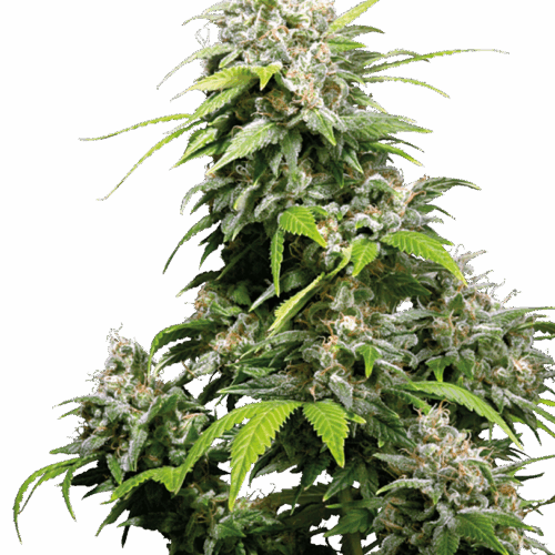 Sensi Seeds Cannabis Seeds California Indica® Regular