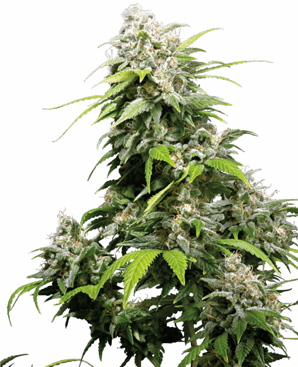 Sensi Seeds Cannabis Seeds California Indica® Regular