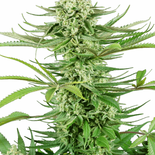 Sensi Seeds Cannabis Seeds Kesudió Kush feminizált