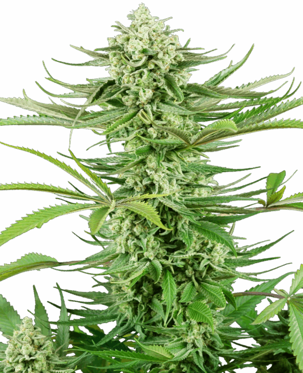 Sensi Seeds Cannabis Seeds Kesudió Kush feminizált