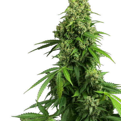 Sensi Seeds Cannabis Seeds Honey Melon Kush Automatic Feminized