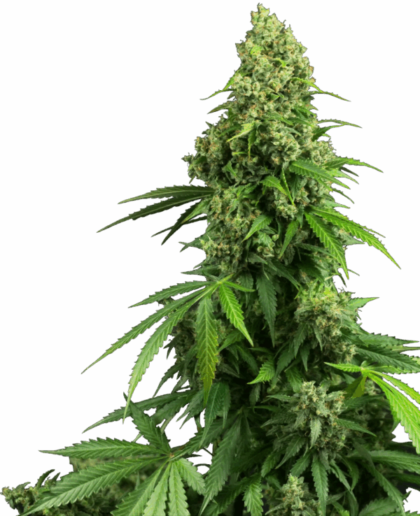 Sensi Seeds Cannabis Seeds Honey Melon Kush Automatic Feminized