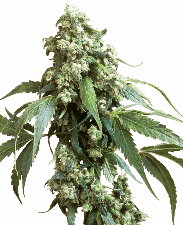 Sensi Seeds Cannabis Seeds Jack Flash #5® Feminized