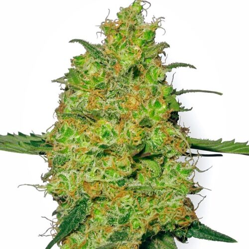 Sensi Seeds Cannabis Seeds Master Kush Regular