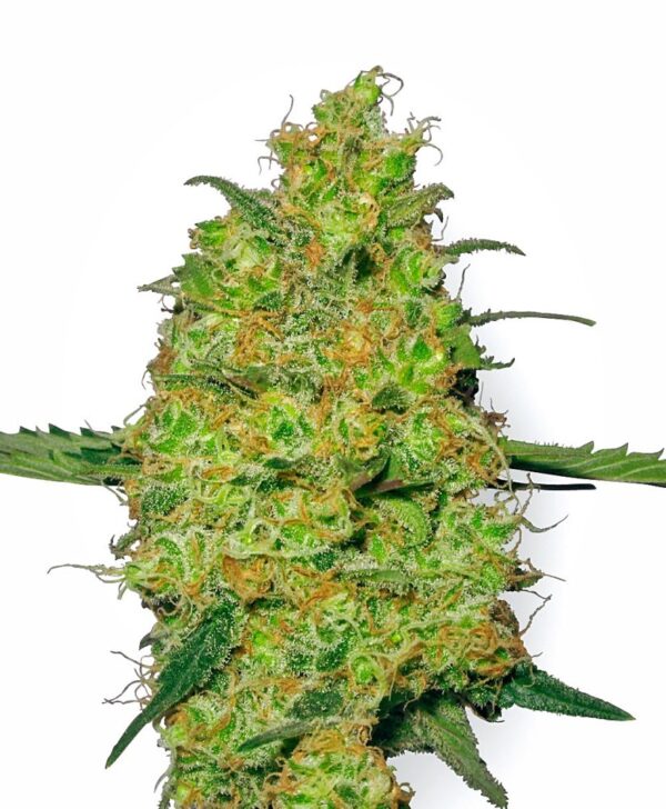 Sensi Seeds Cannabis Seeds Master Kush Regular