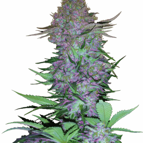 Sensi Seeds Cannabis Seeds Purple Skunk Automatic Feminized
