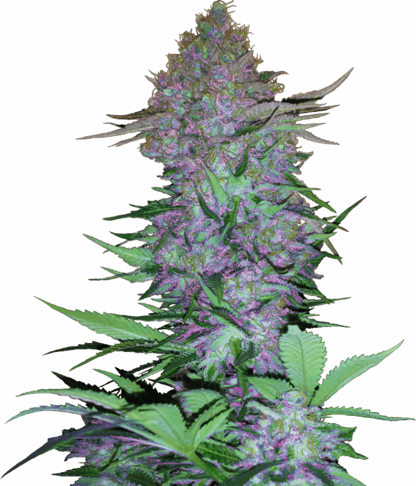 Sensi Seeds Cannabis Seeds Purple Skunk Automatic Feminized