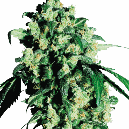 Sensi Seeds Cannabis Super Skunk® Regular