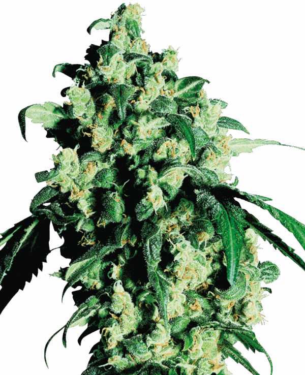 Sensi Seeds Cannabis Super Skunk® Regular