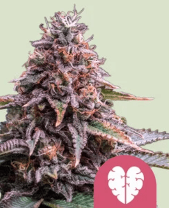 Royal Queen Seeds Cannabis Seeds Pink Mist Nőiesített 10 db