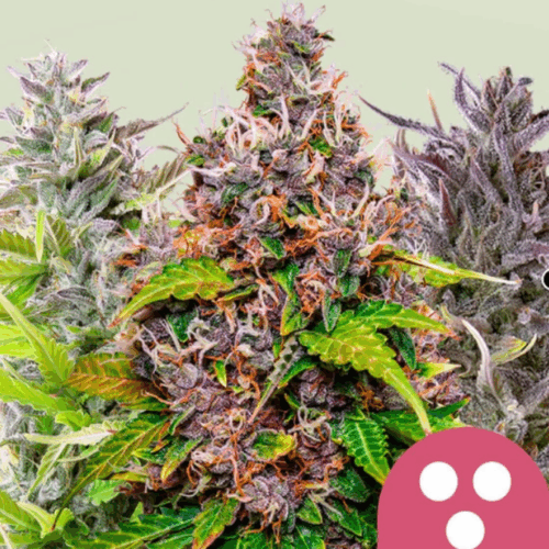 Royal Queen Seeds Cannabis Seeds Feminized Mix 5 db